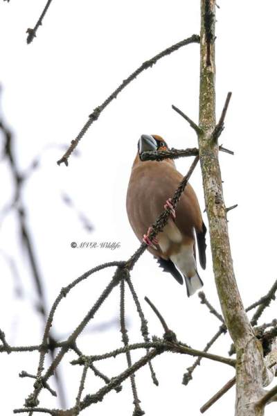 BR8A1912-Appelvink-Coccothraustes-coccothraustes-Hawfinch-Kernbeiser-Grosbec-casse-noyaux-Picogordo-comun_1
