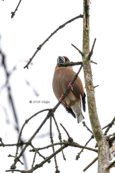 BR8A1912-Appelvink-Coccothraustes-coccothraustes-Hawfinch-Kernbeiser-Grosbec-casse-noyaux-Picogordo-comun_1