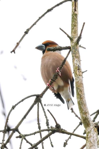 BR8A1922-Appelvink-Coccothraustes-coccothraustes-Hawfinch-Kernbeiser-Grosbec-casse-noyaux-Picogordo-comun_1