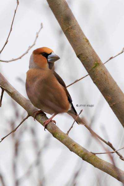 BR8A3219-Appelvink-Coccothraustes-coccothraustes-Hawfinch-Kernbeiser-Grosbec-casse-noyaux-Picogordo-comun_1