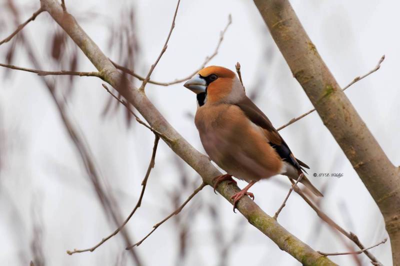BR8A3220-Appelvink-Coccothraustes-coccothraustes-Hawfinch-Kernbeiser-Grosbec-casse-noyaux-Picogordo-comun_1