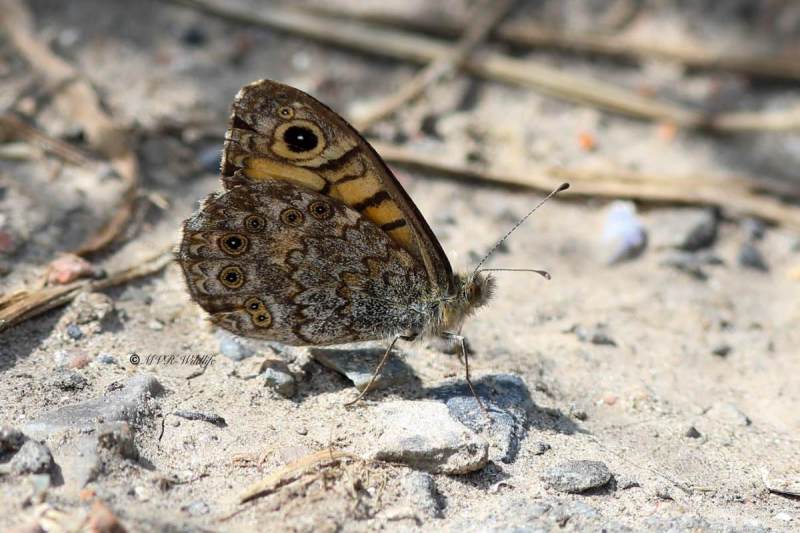 B65A2989-Argusvlinder-Lasiommata-Megera-Wall-Brown-Mauerfuchs-Le-Satyre-La-Megere_1