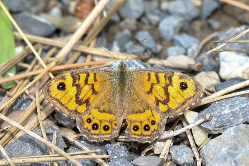 B65A3640-Argusvlinder-Lasiommata-Megera-Wall-Brown-Mauerfuchs-Le-Satyre-La-Megere_1