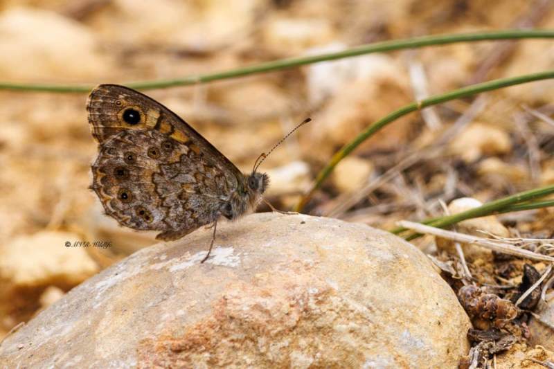 BR8A4857-Argusvlinder-Lasiommata-Megera-Wall-Brown-Mauerfuchs-Le-Satyre-La-Megere_1