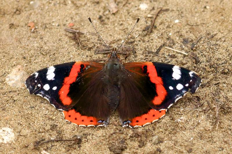 77A1526-Atalanta-Vanessa-atalanta-Red-Admiral-Admiral-Le-Vulcain-Admiral_1