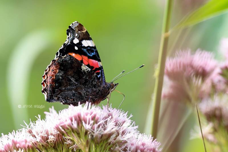 A34I1818-Atalanta-Vanessa-atalanta-Red-Admiral-Admiral-Le-Vulcain-Admiral_1