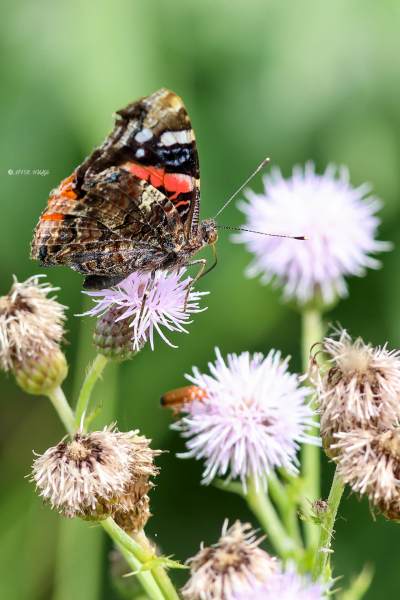 B65A0530-Atalanta-Vanessa-atalanta-Red-Admiral-Admiral-Le-Vulcain-Admiral_1