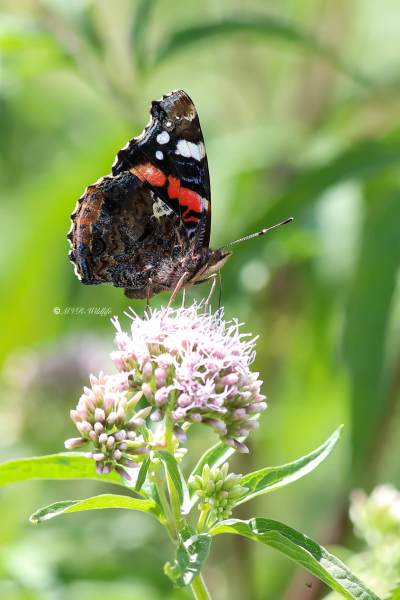 B65A3123-Atalanta-Vanessa-atalanta-Red-Admiral-Admiral-Le-Vulcain-Admiral_1