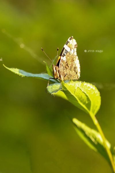 B65A3429-Atalanta-Vanessa-atalanta-Red-Admiral-Admiral-Le-Vulcain-Admiral_1