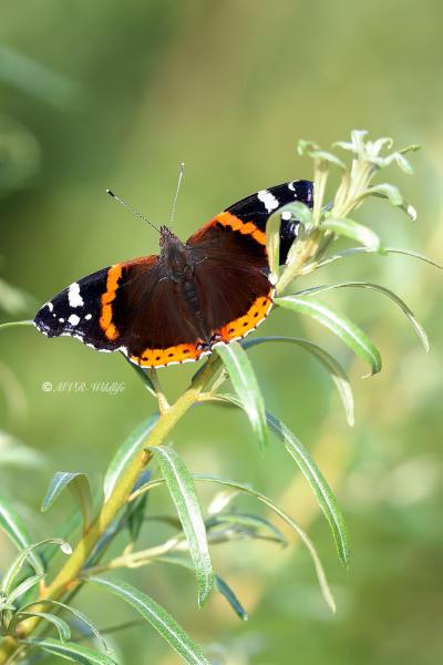 B65A5658-Atalanta-Vanessa-atalanta-Red-Admiral-Admiral-Le-Vulcain-Admiral_1