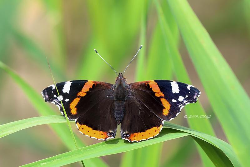 B65A5773-Atalanta-Vanessa-atalanta-Red-Admiral-Admiral-Le-Vulcain-Admiral_1