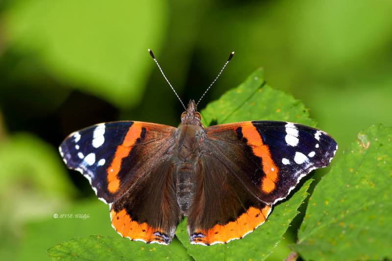 B65A6729-Atalanta-Vanessa-atalanta-Red-Admiral-Admiral-Le-Vulcain-Admiral_1