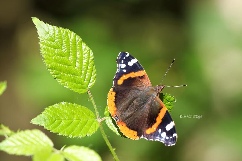B65A6735-Atalanta-Vanessa-atalanta-Red-Admiral-Admiral-Le-Vulcain-Admiral_1