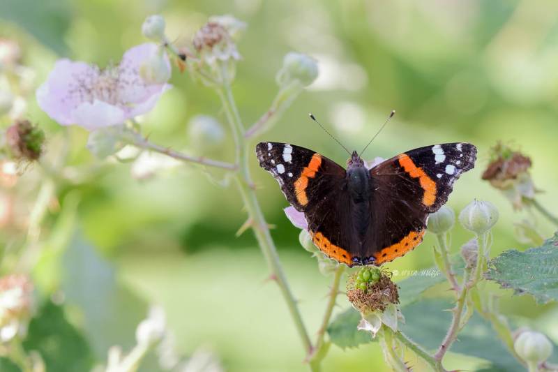BR8A2257-Atalanta-Vanessa-atalanta-Red-Admiral-Admiral-Le-Vulcain-Admiral_1