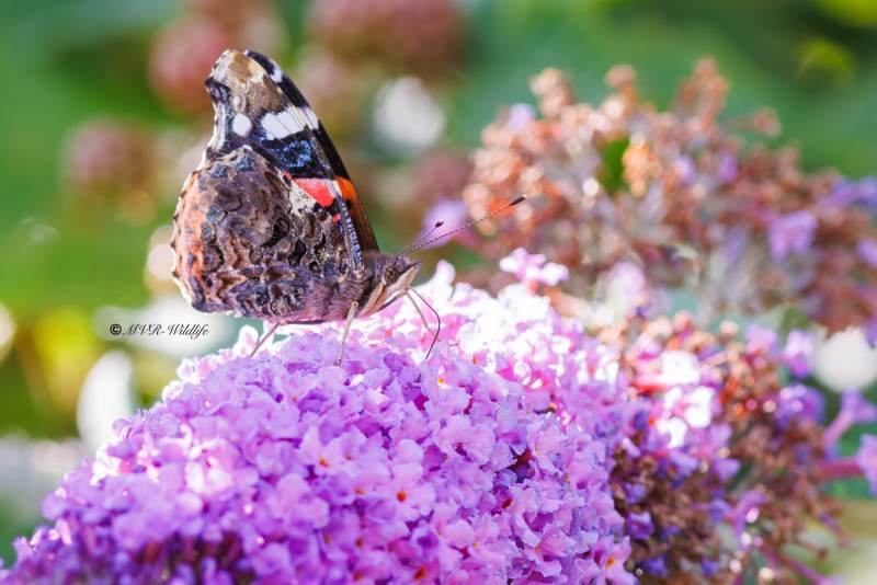 BR8A3113-Atalanta-Vanessa-atalanta-Red-Admiral-Admiral-Le-Vulcain-Admiral_1