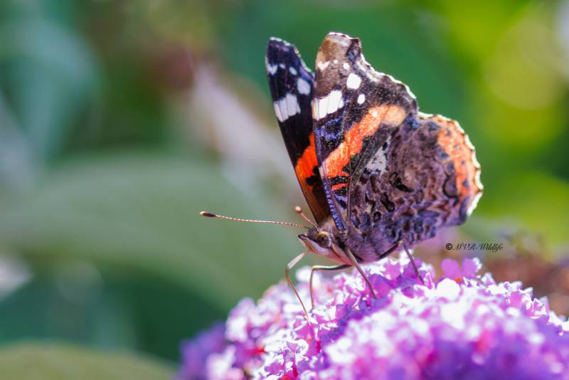 BR8A3120-Atalanta-Vanessa-atalanta-Red-Admiral-Admiral-Le-Vulcain-Admiral_1