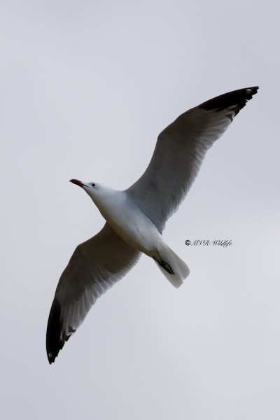 1_BR8A4806-Audouins-Meeuw-Ichthyaetus-audouinii-Audouins-Gull-Korallenmowe-Goeland-dAudouin-Gaviota-de-Audouin_1