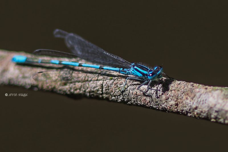 B65A2707-Azuurwaterjuffer-Coenagrion-Puella-Azure-Bluet-Hufeisen-Azurjungfer-Agrion-jouvencelle_1