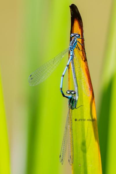 B65A5081-Azuurwaterjuffer-Coenagrion-Puella-Azure-Bluet-Hufeisen-Azurjungfer-Agrion-jouvencelle_1