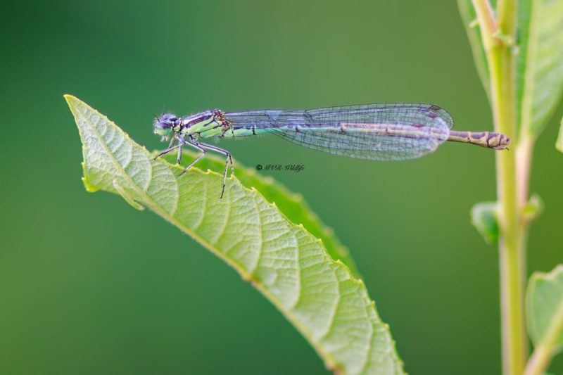BR8A3149-Azuurwaterjuffer-Coenagrion-Puella-Azure-Bluet-Hufeisen-Azurjungfer-Agrion-jouvencelle_1