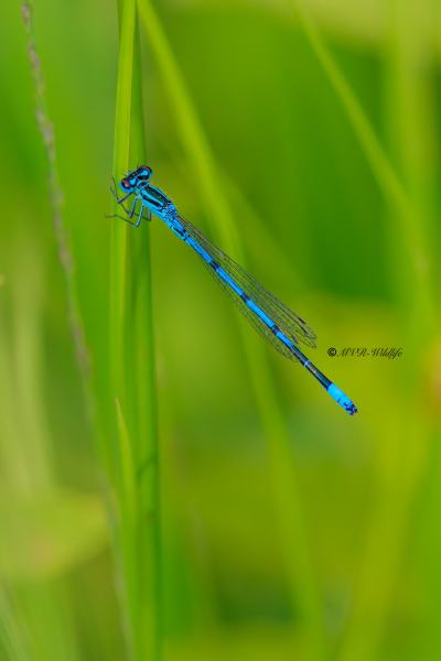 BR8A3211-Azuurwaterjuffer-Coenagrion-Puella-Azure-Bluet-Hufeisen-Azurjungfer-Agrion-jouvencelle_1