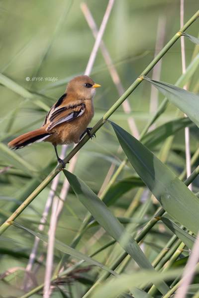 BR8A2868-Baardman-Bearded-Reedling-Bartmeise-Mesange-a-Moustaches-Bigotudo_1