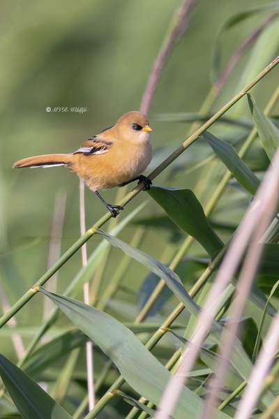 BR8A2872-Baardman-Bearded-Reedling-Bartmeise-Mesange-a-Moustaches-Bigotudo_1
