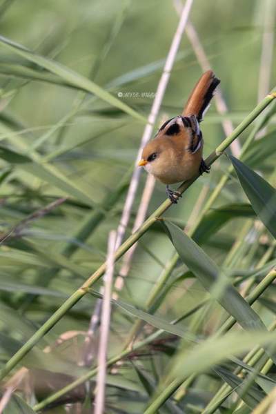BR8A2894-Baardman-Bearded-Reedling-Bartmeise-Mesange-a-Moustaches-Bigotudo_1