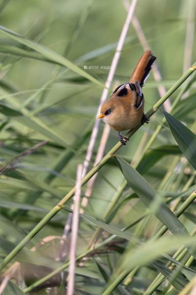 BR8A2894-Baardman-Bearded-Reedling-Bartmeise-Mesange-a-Moustaches-Bigotudo_1