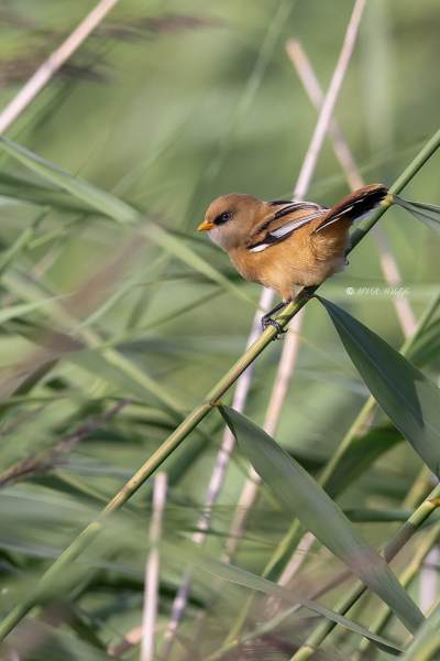 BR8A2908-Baardman-Bearded-Reedling-Bartmeise-Mesange-a-Moustaches-Bigotudo_1