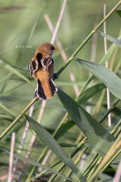 BR8A2910-Baardman-Bearded-Reedling-Bartmeise-Mesange-a-Moustaches-Bigotudo_1