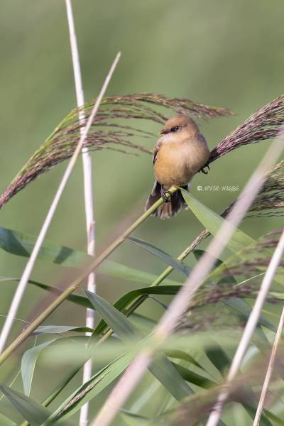 BR8A2926-Baardman-Bearded-Reedling-Bartmeise-Mesange-a-Moustaches-Bigotudo_1