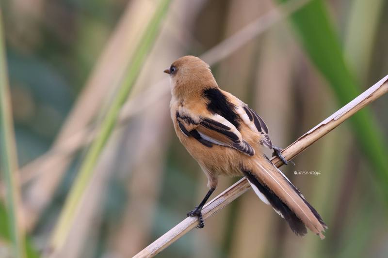 BR8A5047-Baardman-Bearded-Reedling-Bartmeise-Mesange-a-Moustaches-Bigotudo_1