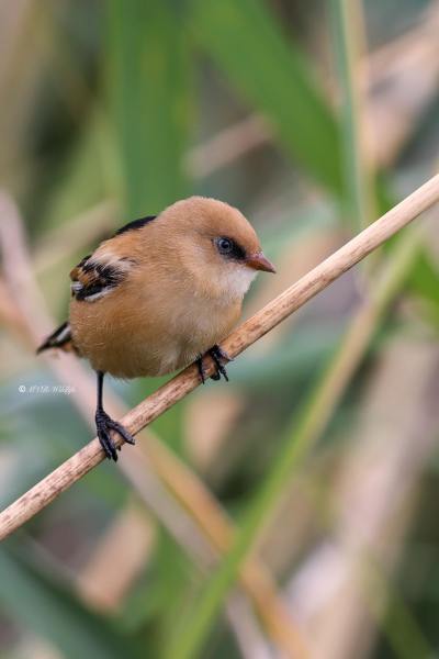 BR8A5055-Baardman-Bearded-Reedling-Bartmeise-Mesange-a-Moustaches-Bigotudo_1
