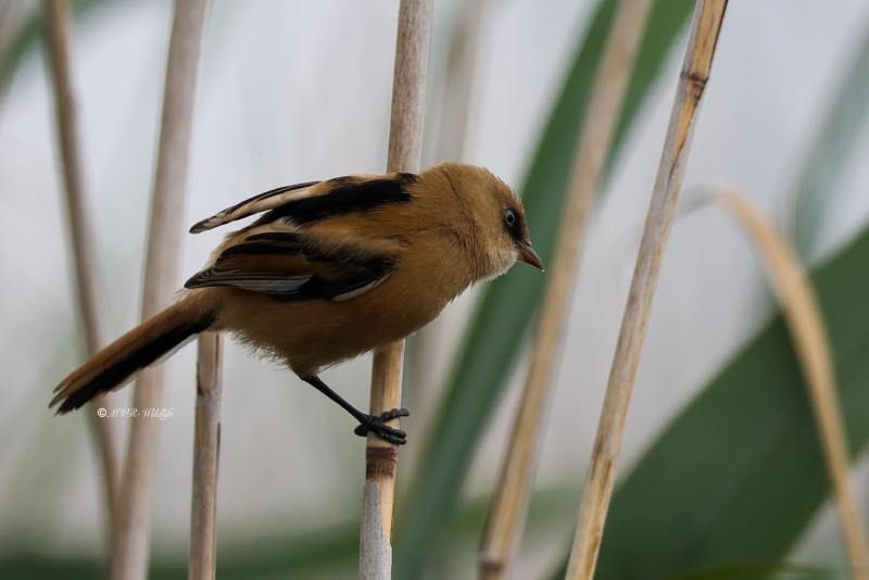 BR8A5071-Baardman-Bearded-Reedling-Bartmeise-Mesange-a-Moustaches-Bigotudo_1