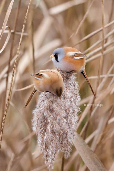 BR8A8259-Baardman-Bearded-Reedling-Bartmeise-Mesange-a-Moustaches-Bigotudo_1