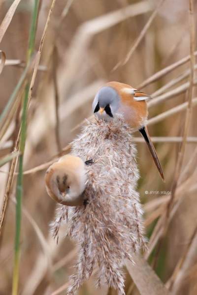 BR8A8303-Baardman-Bearded-Reedling-Bartmeise-Mesange-a-Moustaches-Bigotudo_1