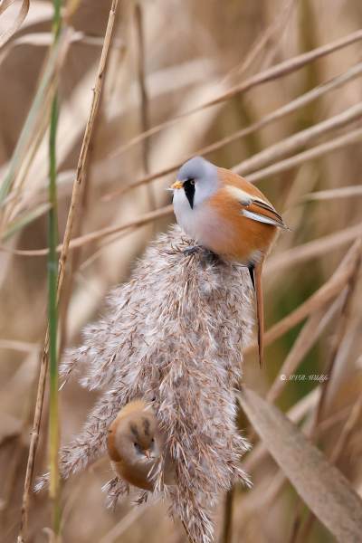 BR8A8355-Baardman-Bearded-Reedling-Bartmeise-Mesange-a-Moustaches-Bigotudo_1
