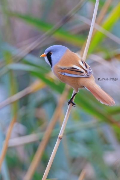 BR8A8448-Baardman-Bearded-Reedling-Bartmeise-Mesange-a-Moustaches-Bigotudo_1