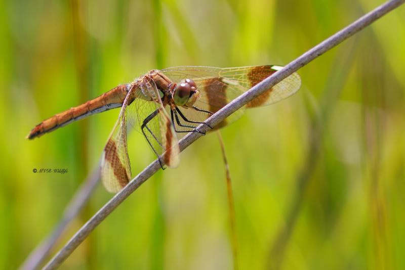 BR8A3653-Bandheidelibel-Sympetrum-pedemontanum-Banded-Darter-Gebanderte-Heidelibelle-Sympetrum-du-Piemont_1