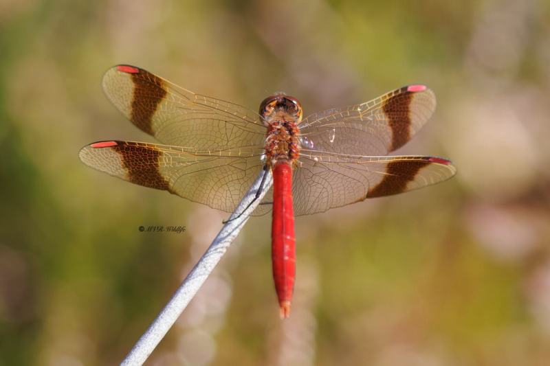 BR8A3716-Bandheidelibel-Sympetrum-pedemontanum-Banded-Darter-Gebanderte-Heidelibelle-Sympetrum-du-Piemont_1