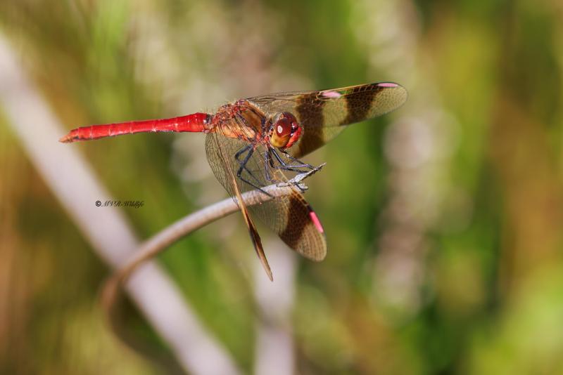 BR8A3723-Bandheidelibel-Sympetrum-pedemontanum-Banded-Darter-Gebanderte-Heidelibelle-Sympetrum-du-Piemont_1
