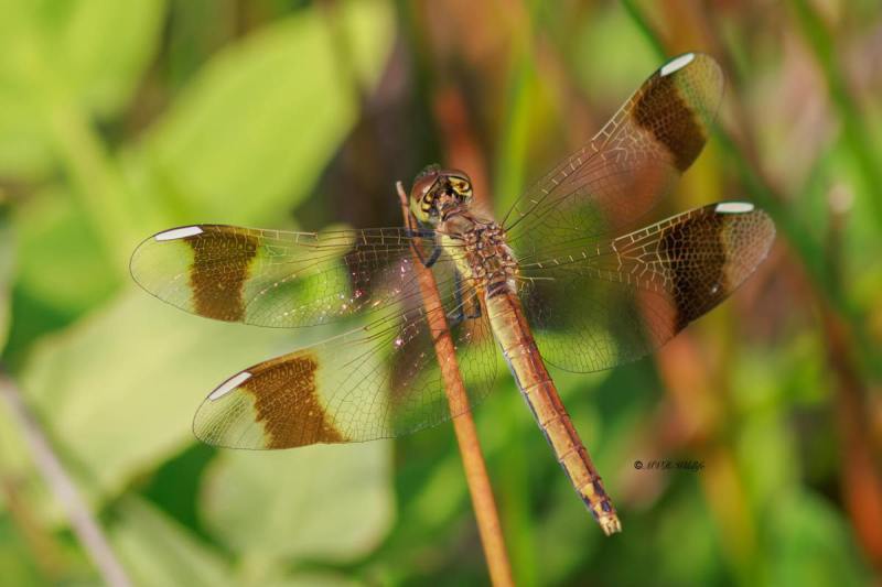 BR8A3788-Bandheidelibel-Sympetrum-pedemontanum-Banded-Darter-Gebanderte-Heidelibelle-Sympetrum-du-Piemont_1