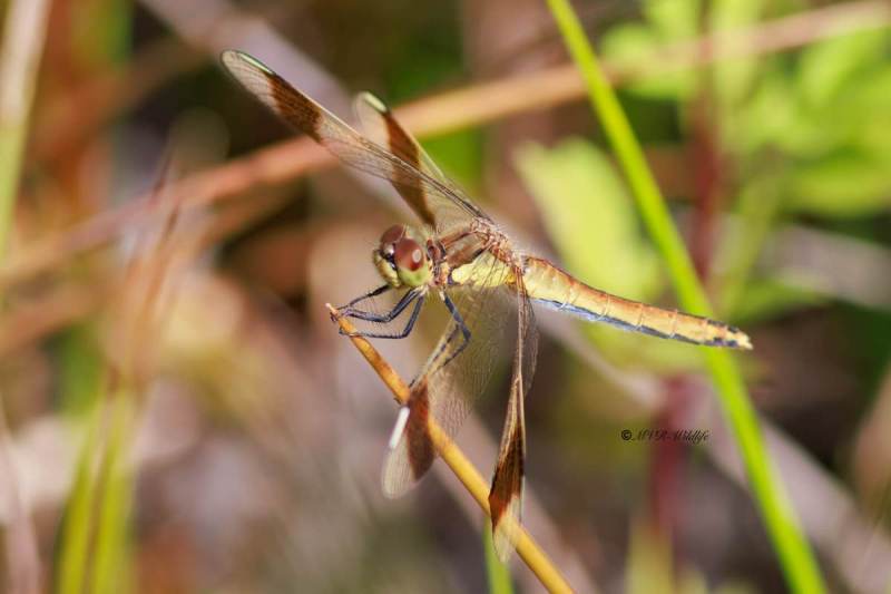 BR8A3792-Bandheidelibel-Sympetrum-pedemontanum-Banded-Darter-Gebanderte-Heidelibelle-Sympetrum-du-Piemont_1