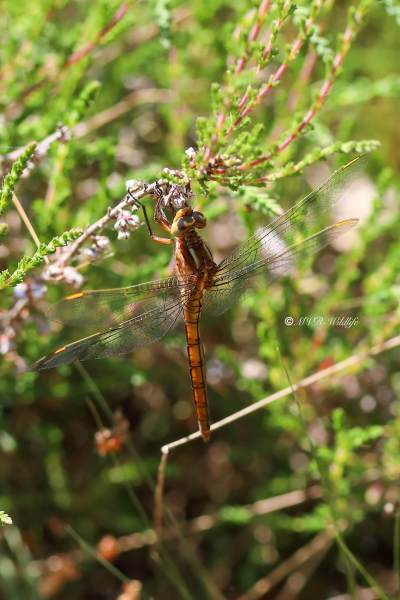 B65A2197-Beekoeverlibel-Orthetrum-Coerulescens-Keeled-Skimmer-Kleiner-Blaupfeil-Orthetrum-bleuissant_1