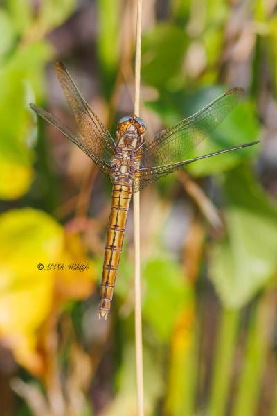 BR8A3667-Beekoeverlibel-Orthetrum-Coerulescens-Keeled-Skimmer-Kleiner-Blaupfeil-Orthetrum-bleuissant_1