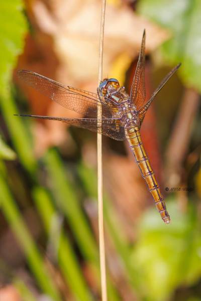 BR8A3691-Beekoeverlibel-Orthetrum-Coerulescens-Keeled-Skimmer-Kleiner-Blaupfeil-Orthetrum-bleuissant_1