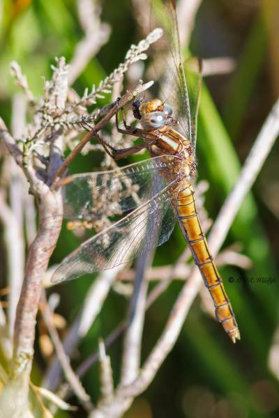 BR8A3705-Beekoeverlibel-Orthetrum-Coerulescens-Keeled-Skimmer-Kleiner-Blaupfeil-Orthetrum-bleuissant_1