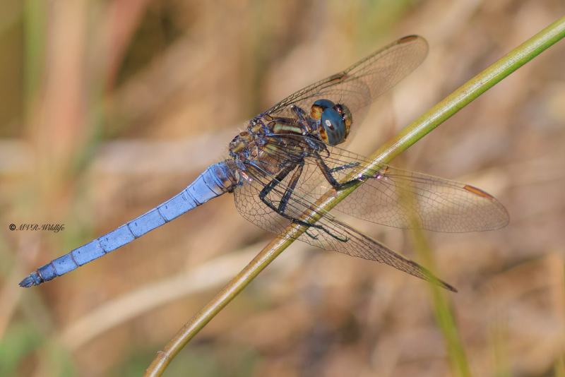 BR8A3821-Beekoeverlibel-Orthetrum-Coerulescens-Keeled-Skimmer-Kleiner-Blaupfeil-Orthetrum-bleuissant_1