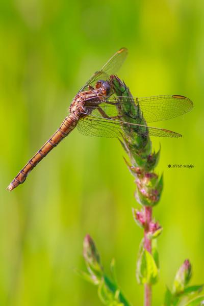 BR8A3868-Beekoeverlibel-Orthetrum-Coerulescens-Keeled-Skimmer-Kleiner-Blaupfeil-Orthetrum-bleuissant_1